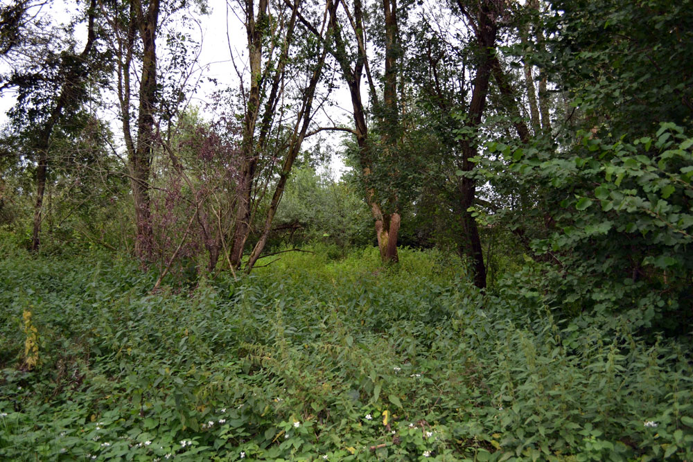 Blick auf das Naturgebiet Gedüngtes Ried mit Bäumen und Sträuchern